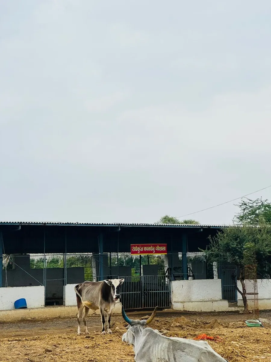 Protected sacred cows enjoying fresh green fodder